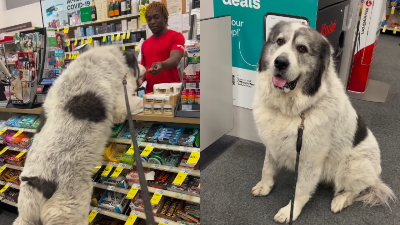 Ritchie the Gentle Giant Great Pyrenees, Visits His Favorite Store Every Day for Treats and Love