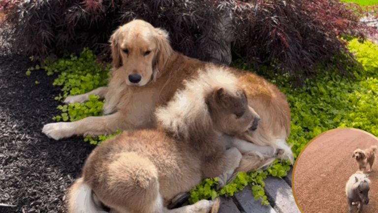Mini Horse and Golden Retriever Take a Nap Together and It’s the Sweetest Thing Ever