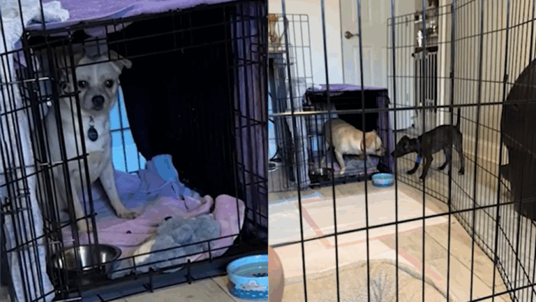 Shy Rescue Dog Always Hid in His Crate Until a Foster Dog Changed Everything