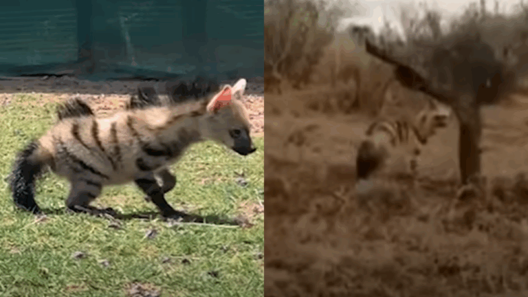 Tiny Aardwolf Cub Thanks and Bids Farewell to Rescuer Before Disappearing Into the Wild
