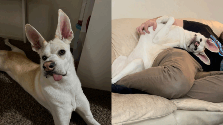 Dog With Distemper Fights For Her Life and Wins Hearts Worldwide