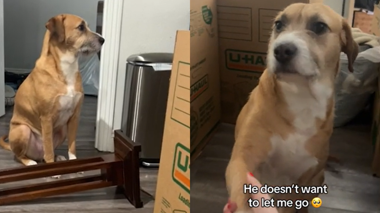 Rescue Dog Mistakes Moving Day for Abandonment, But His New Mom’s Promise Will Melt Your Heart