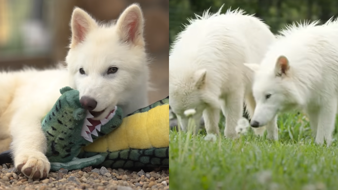 Revived Dire Wolf Pups Double in Size in Just 6 Months, Stirring Hope in De-Extinction Project