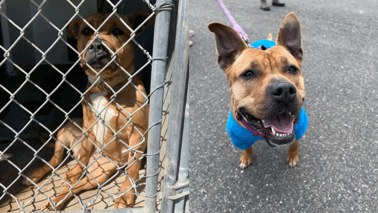 After a Year of Watching Her Friends Getting Adopted, Dog Finally Finds Her Forever Home