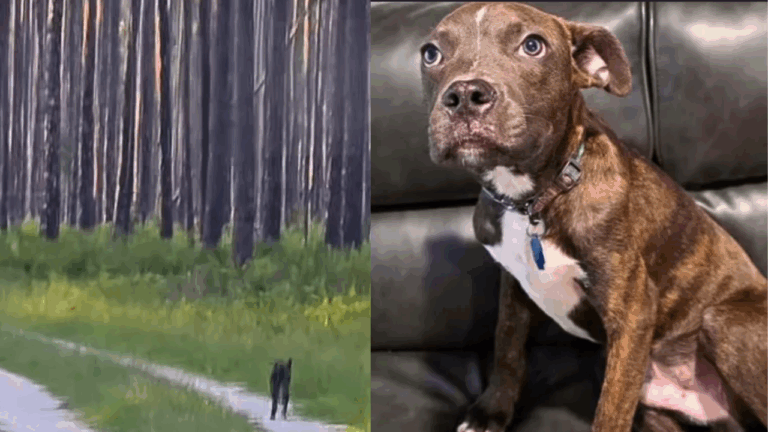Man Rescues Abandoned Puppy in Florida Forest and Gives Him a Second Chance At Life