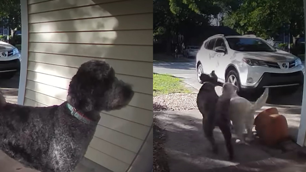 Dog Rings Neighbor’s Doorbell Every Day to Ask if His Best Friend Can Come Out to Play