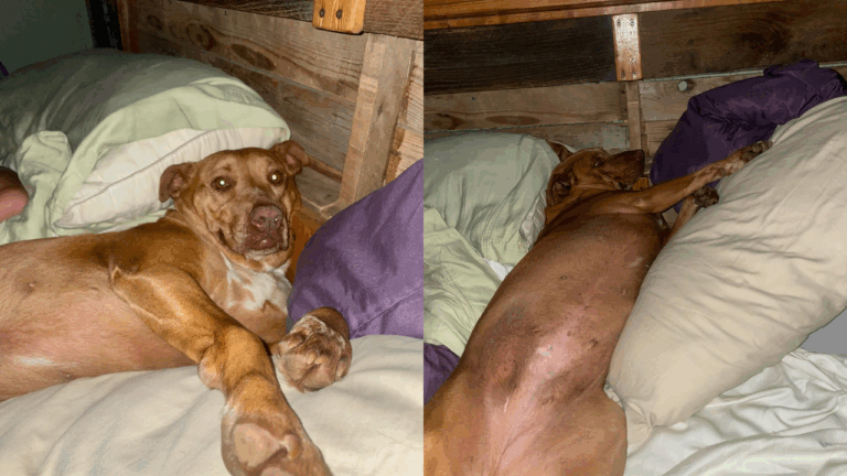 Married Couple Wakes Up to Find a Stranger in Their Bed—And It’s a Dog!