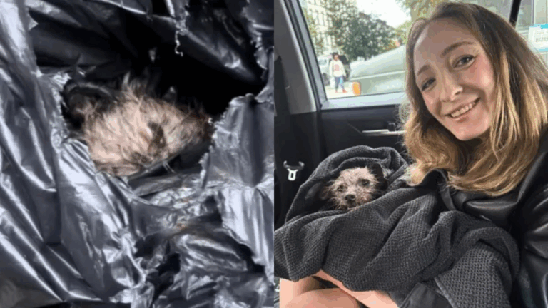 New York Couple Hears Whimpering and Finds Senior Dog in a Trash Bag— Then Rushes to Help Him