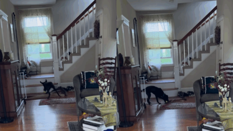 Polite Foster Pup Goes Viral for Fixing Rug Mid-Play And Now He’s Looking for a Forever Home