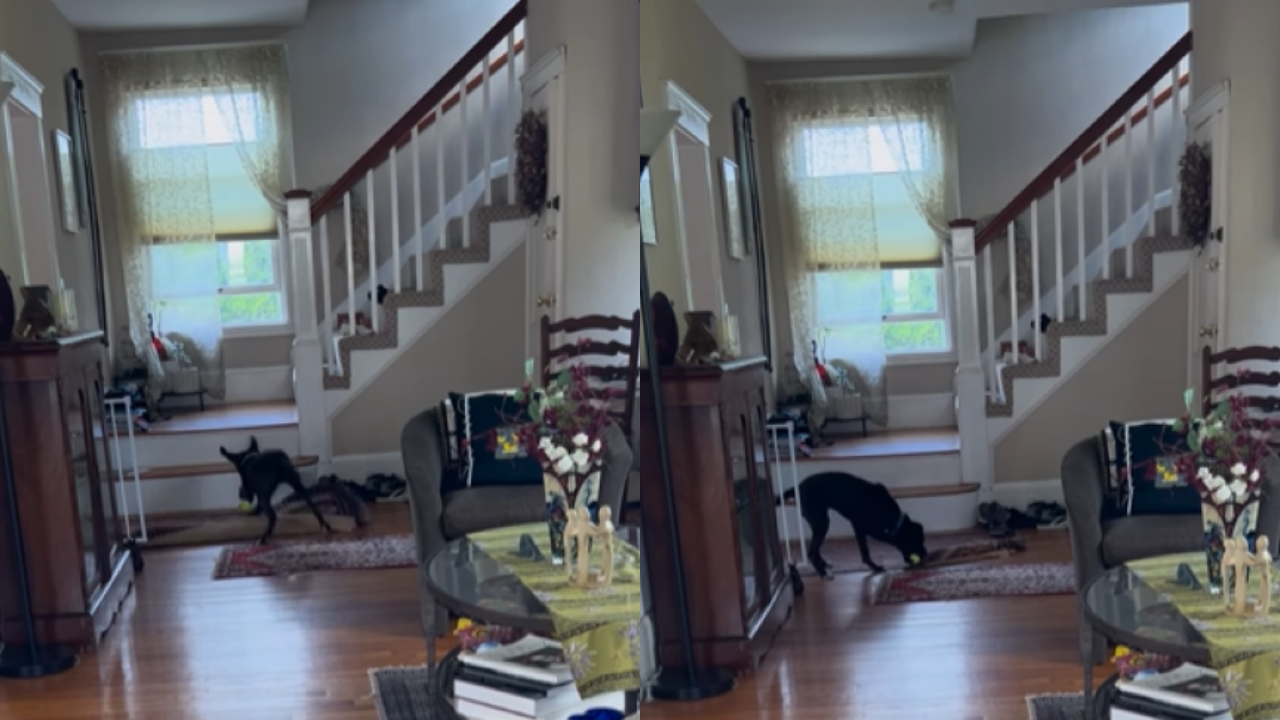 Polite Foster Pup Goes Viral for Fixing Rug Mid-Play And Now He&rsquo;s Looking for a Forever Home