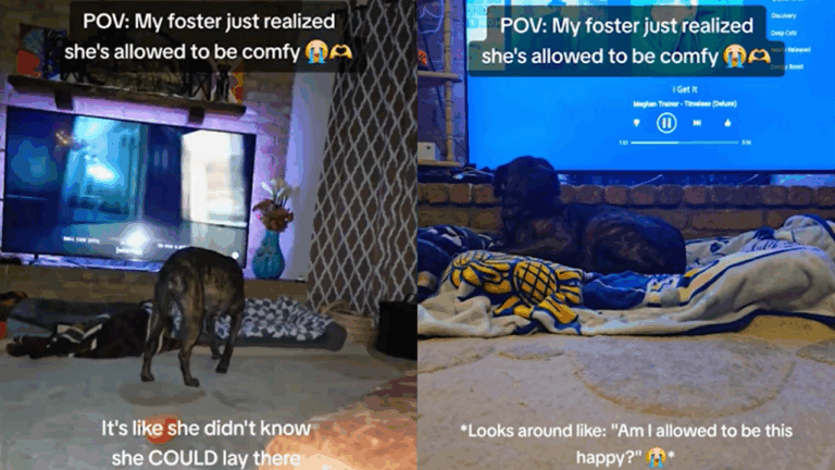 Foster Dog’s First Nap After Sweet Realization Breaks the Internet’s Heart