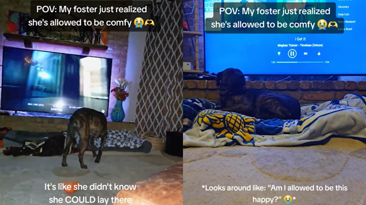 Foster Dog’s First Nap After Sweet Realization Breaks the Internet’s Heart