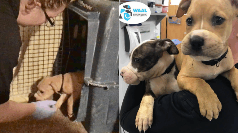 Puppies Found With Muzzles Tied Shut Can’t Stop Their Joy After Rescue