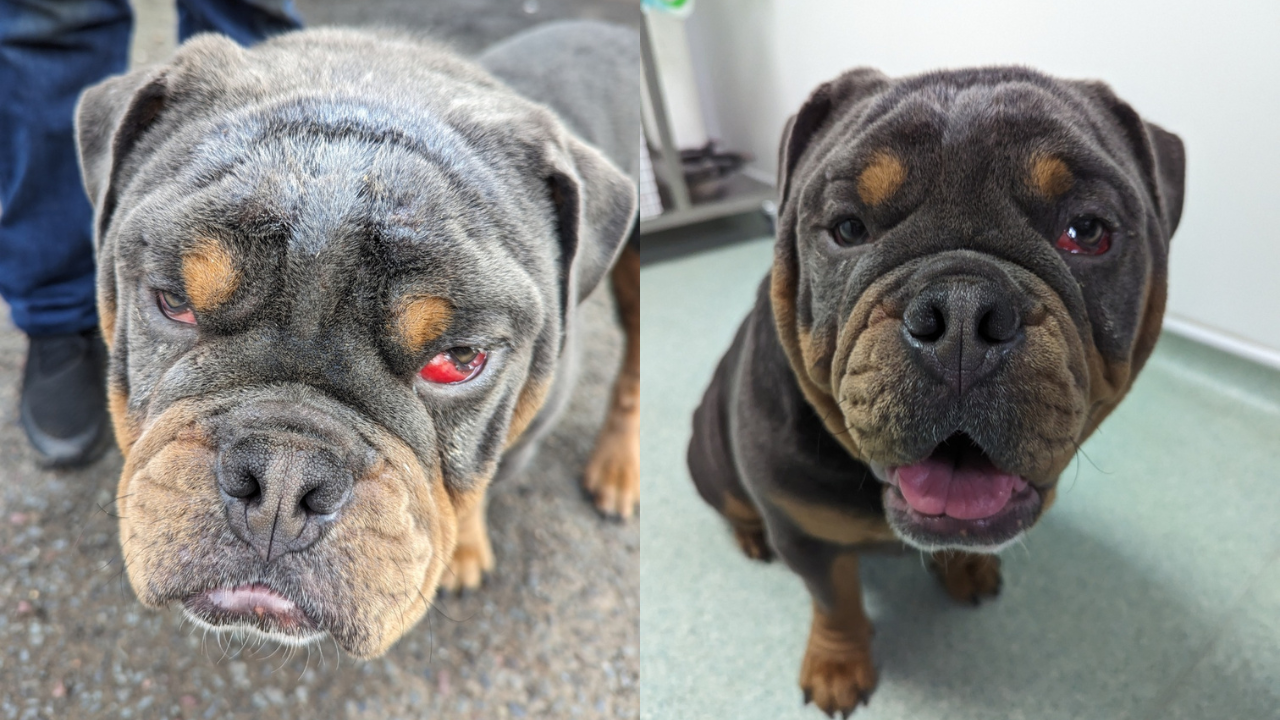 Mistreated 11-Month-Old Bulldog Gets Completely Transformed After Rescue, Now He Can’t Stop Smiling