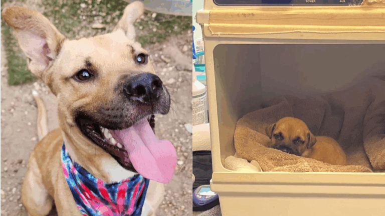 Abandoned Shelter Dog Becomes a Hero After Saving Sick Puppy’s Life