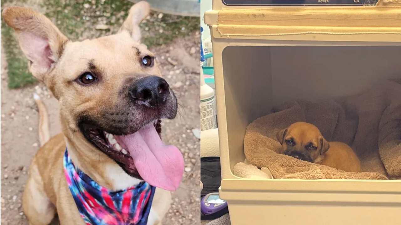 Abandoned Shelter Dog Becomes a Hero After Saving Sick Puppy&rsquo;s Life