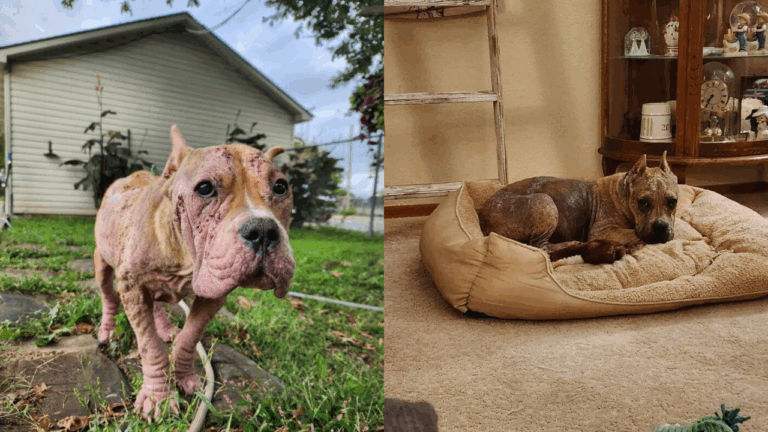 Abandoned Hairless Stray Dog Finds A New Family and Undergoes an Unbelievable Transformation