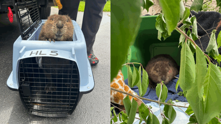 Baby Beaver Found Alone in Field Surprises Rescuers with a Grateful Smile
