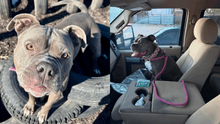 Joyful Shelter Pit Bull Mix Finds Forever Home After Waiting Over 2 Years