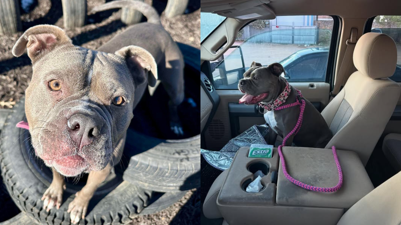 Joyful Shelter Pit Bull Mix Finds Forever Home After Waiting Over 2 Years