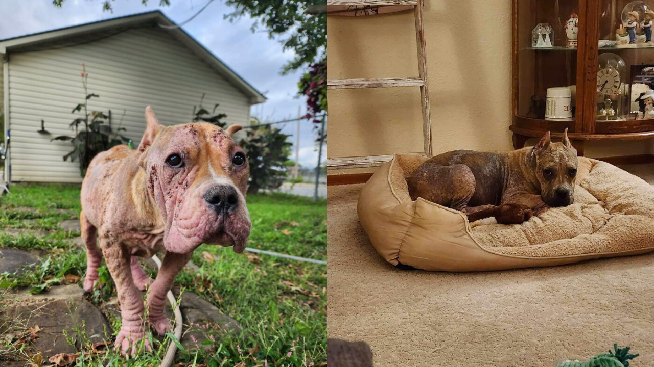 Abandoned Hairless Stray Dog Finds A New Family and Undergoes an Unbelievable Transformation