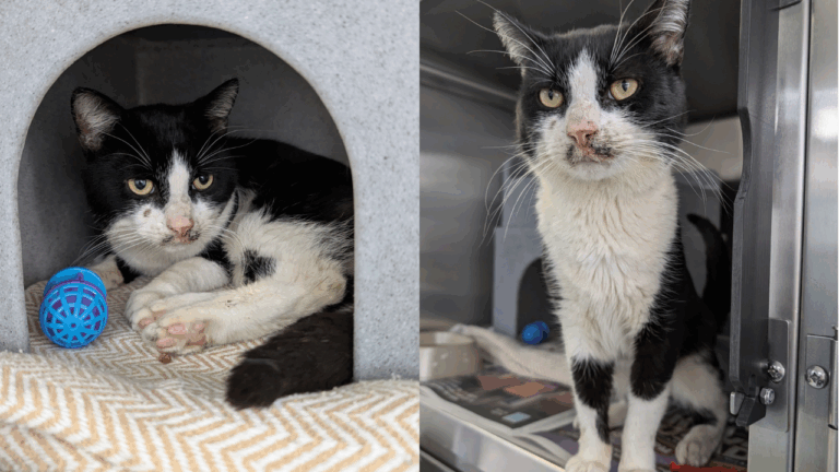 Boy Rescues Cat from Teen Attack and Restores Faith in Humanity