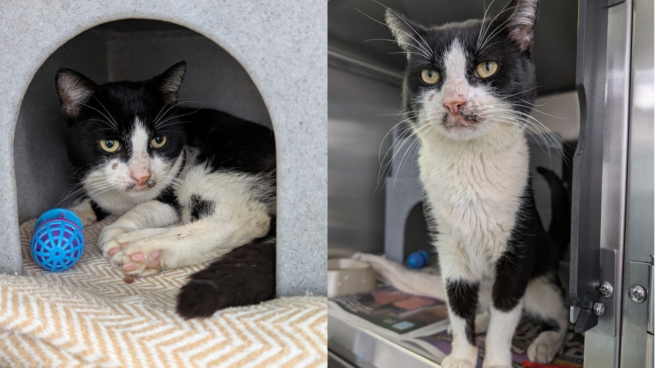 Boy Rescues Cat from Teen Attack and Restores Faith in Humanity