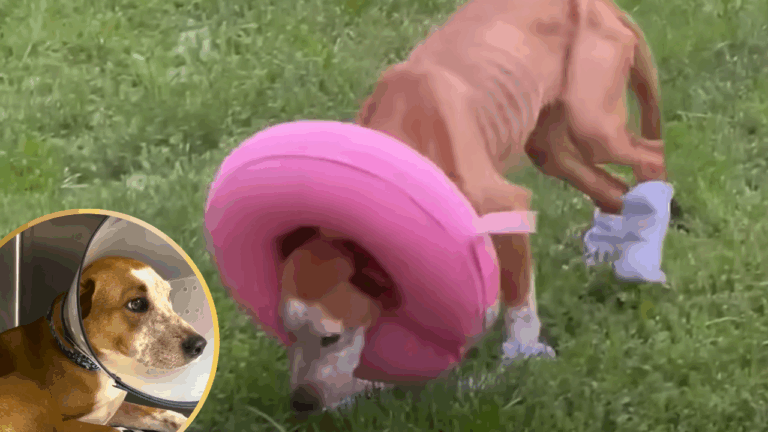 Injured and Starving, Pup Trapped In Sewer Gets Rescued in Time