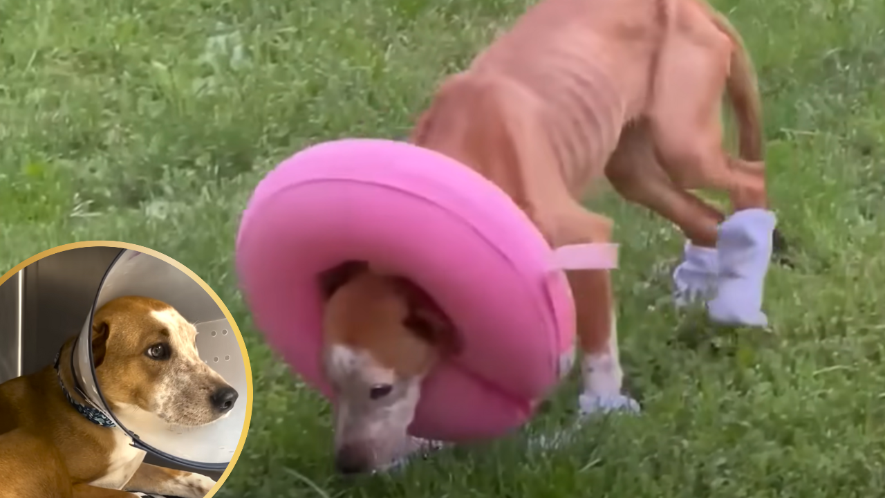 Injured and Starving, Pup Trapped In Sewer Gets Rescued in Time