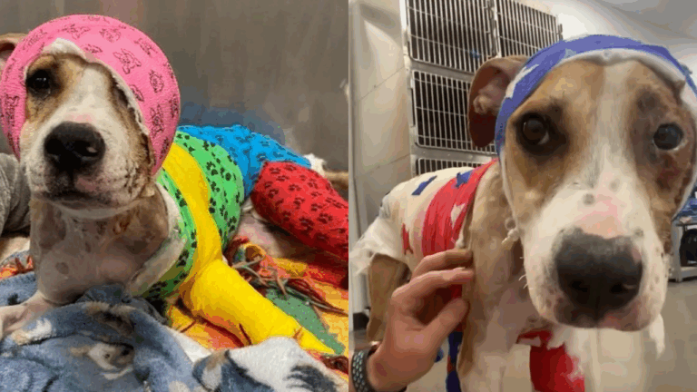 Dog Set on Fire Takes a Year To Recover and Finally Finds A Forever Home