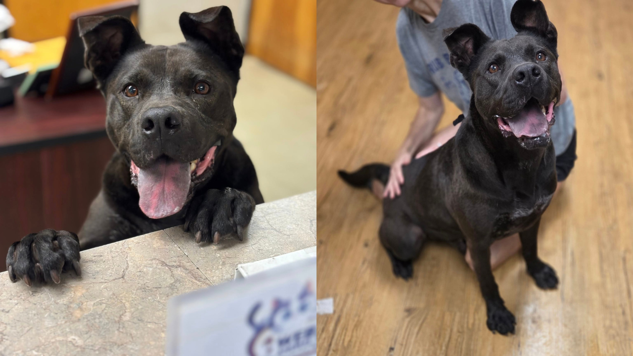 Dog Waits Over 1,200 Days in Mississippi Shelter—Then the Miracle He Hoped for Finally Happen