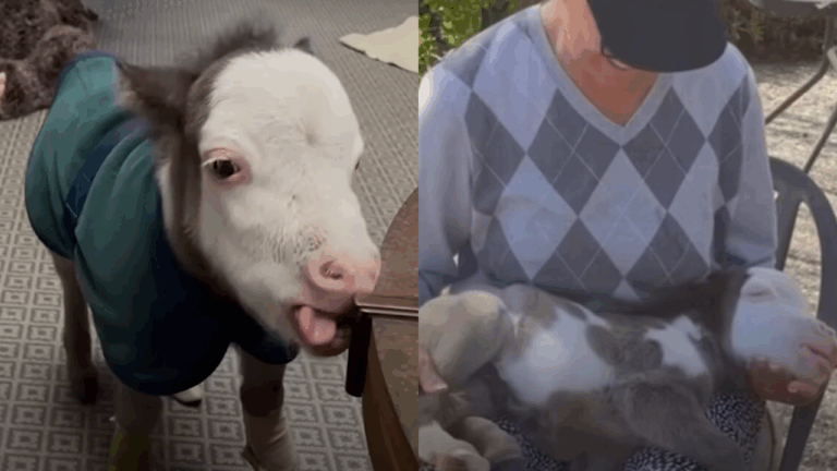 Disabled Miniature Horse Was Almost Put Down—Until One Woman Saved His Life