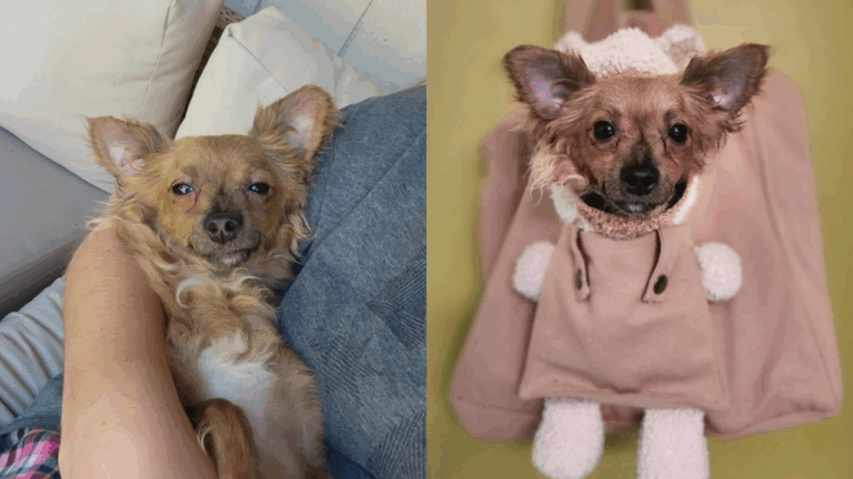 Sweet Pup Gets Ignored at Every Adoption Event—And He Doesn’t Understand Why