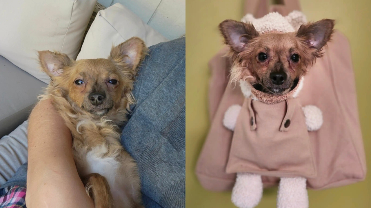 Sweet Pup Gets Ignored at Every Adoption Event—And He Doesn’t Understand Why