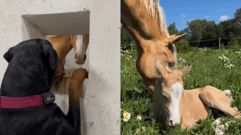 Farm Dog Falls in Love With Baby Horse and Won’t Leave Her Side