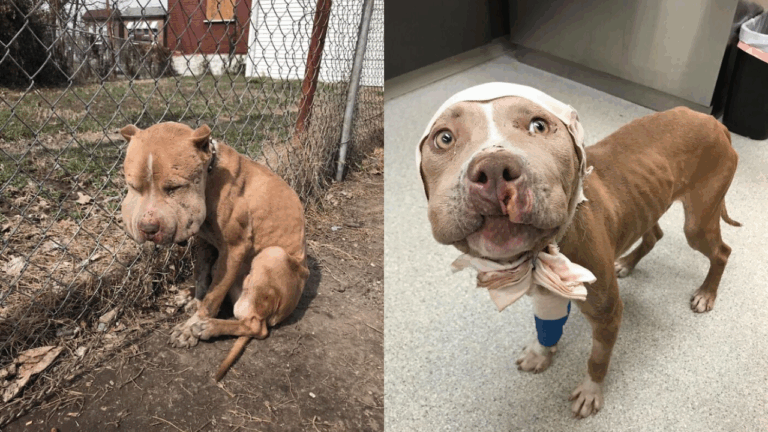Rescued Wounded Puffy-Faced Pup’s Incredible Transformation Will Melt Your Heart