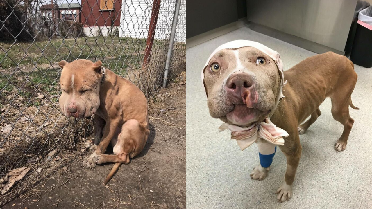 Rescued Wounded Puffy-Faced Pup&rsquo;s Incredible Transformation Will Melt Your Heart