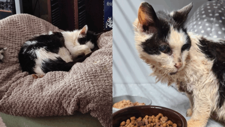 Deaf 25-Year-Old Cat Cries with Joy After Finding Her Family Two Years Later