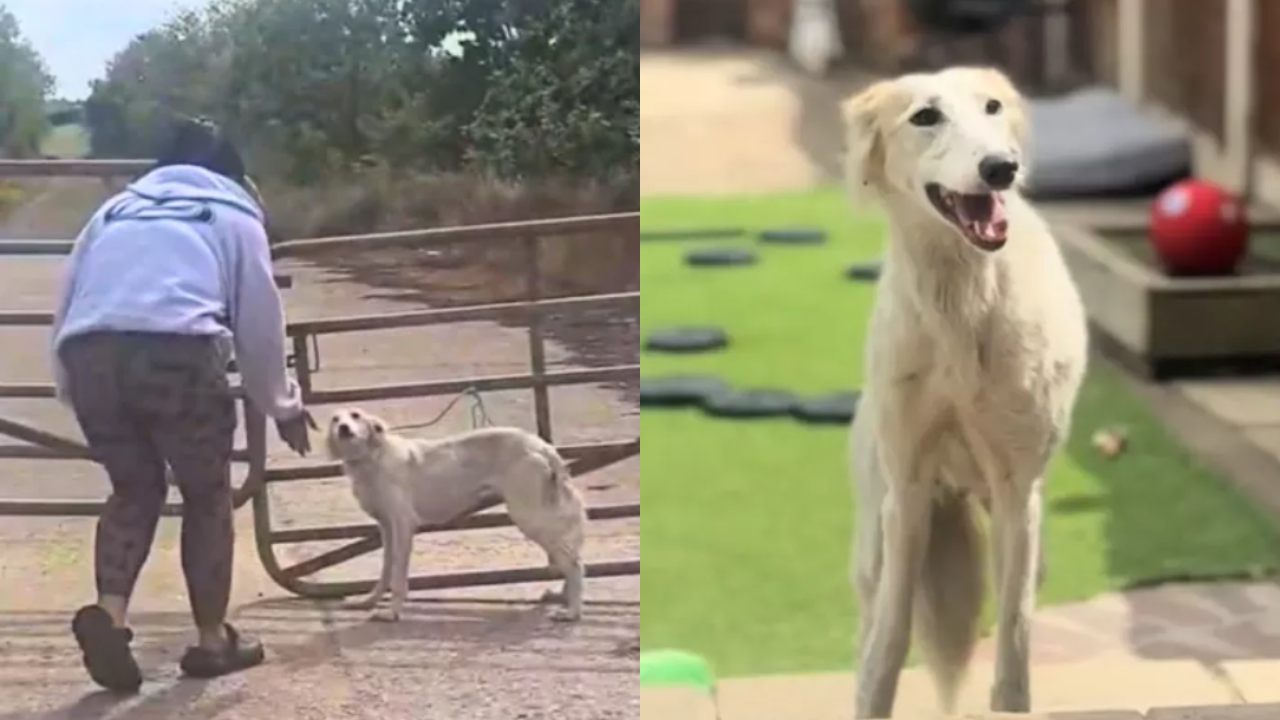 Woman Rescues Abandoned Dog Tied to a Gate and Gives It a Reason to Trust Again
