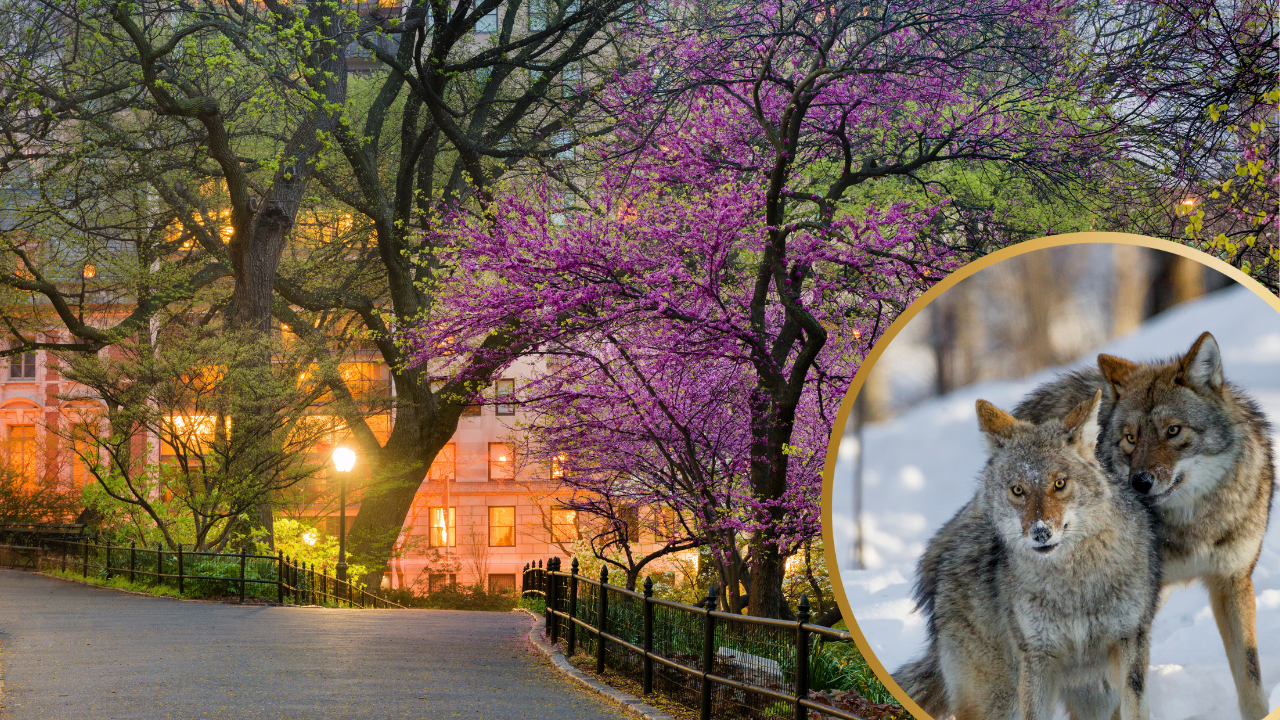 A Manhattan Milestone as Coyote Couple Named Romeo and Juliet Make Central Park Their Home