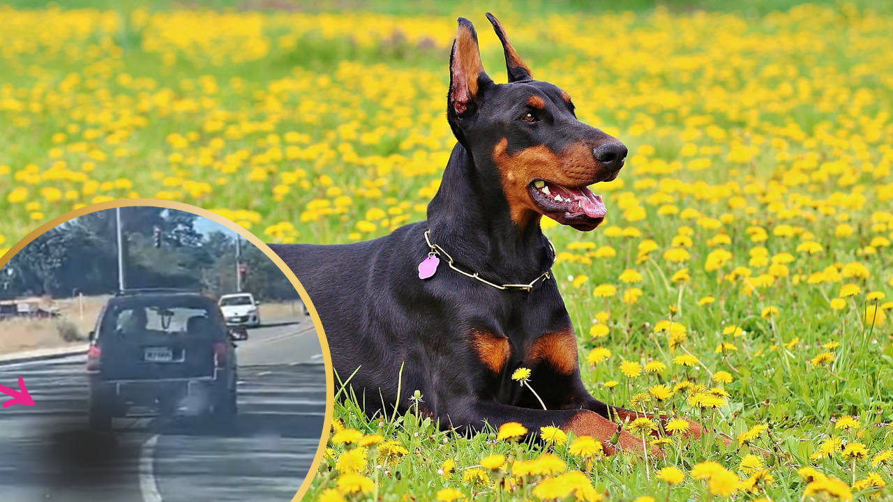 Man in San Diego Dog Dragging Case Identified: Criminal Charges to Be Filed