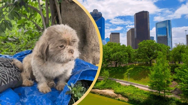 dog abandoned in texas park with mattress