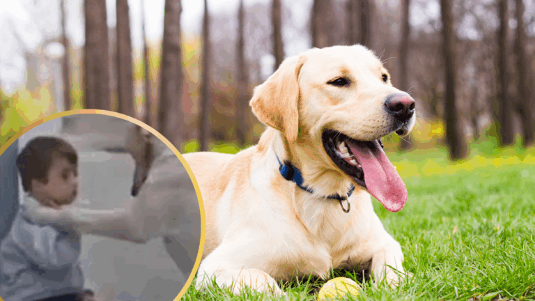 Video of Labrador Trying to Win Over Shy Child with Down Syndrome is Adorable