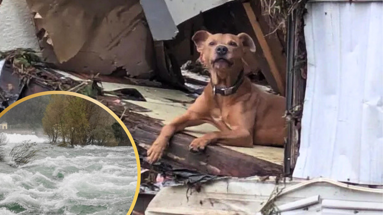 Rescuers Save Superman the Dog from Texas Flood Wreckage, Reunites Him With Family