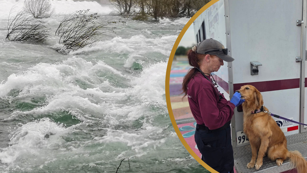 K9 Teams from Texas A&M Work Tirelessly in Search and Rescue of Flood Victims