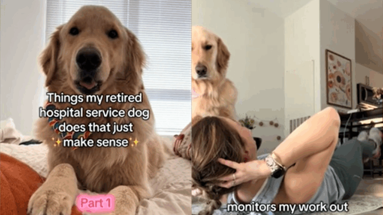 Retired Hospital Service Dog Gets Adopted But Still Thinks He’s on the Job