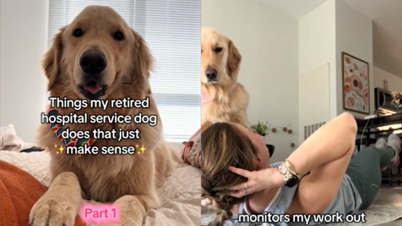 Retired Hospital Service Dog Gets Adopted But Still Thinks He’s on the Job