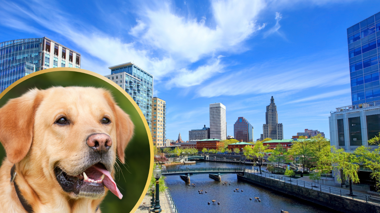 Why is Rhode Island Considered the Most Dog Friendly State in The US