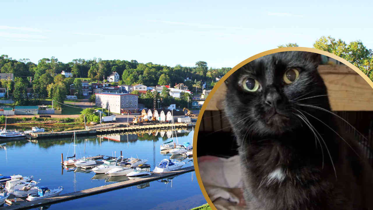 Cat Rescued in Michigan Shocks Shelter Which Found It Belonged to a Person in Germany