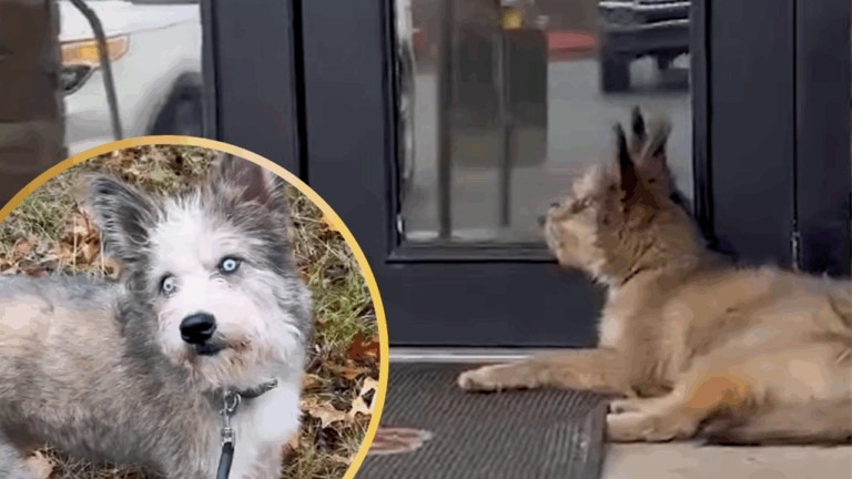 Dog abandoned at diner